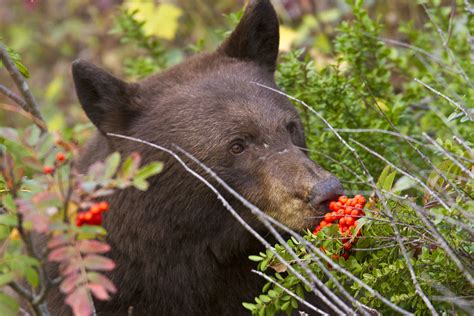 These Smell Good | Black bear eating berries in Glacier Nati ...