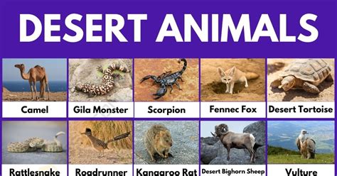 Desert Animals: 51 Common Animals That Live in the Desert • 7ESL