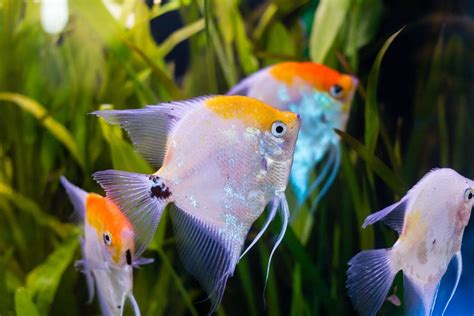 Different Types Freshwater Angelfish » Petsoid