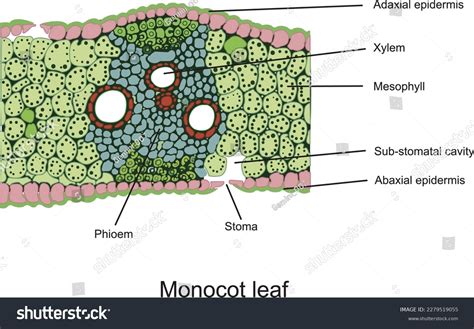 Monocot Leaf Structure Anatomy Monocotyledonous Leaf Stock Vector ...