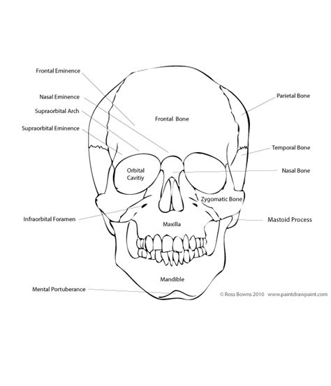 Paint Draw Paint, with Ross Bowns: Drawing Basics: Anatomy of the Skull