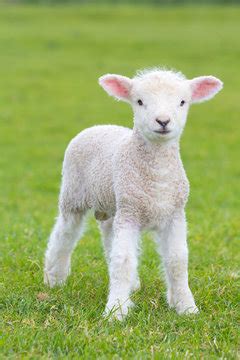 Baby Lamb Cute