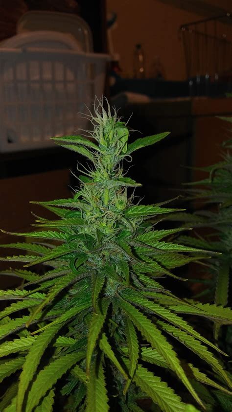 Red velvet cookies grow journal week8 by Finsfan - GrowDiaries