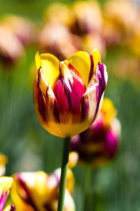 Beautiful multi-coloured tulips | Tulips tulips tulips | Pinterest