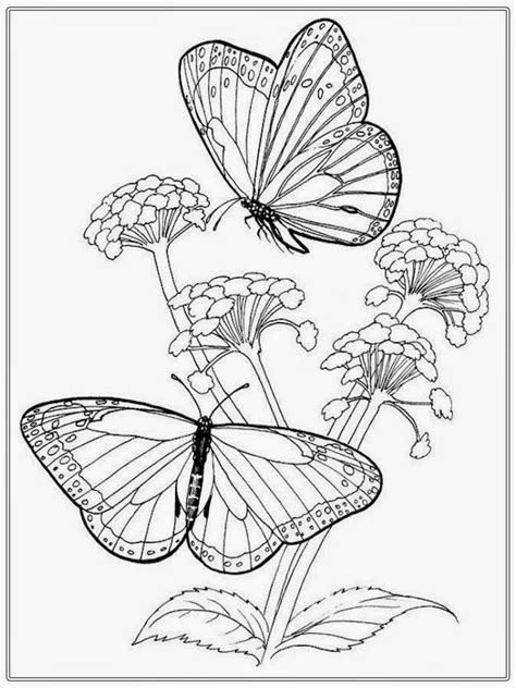 Butterfly Butterfly Coloring Page Flower Coloring Pages Coloring Pages ...