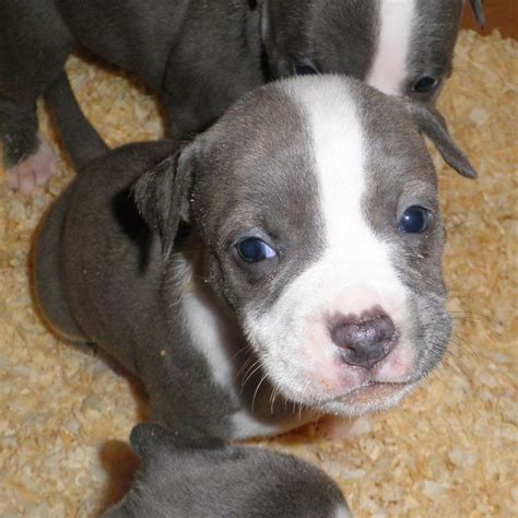 American Staffordshire Pit Bull Terrier Puppies | PetHelpful