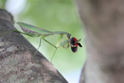 Spotted lanternflies: Our war on the invasive species is out of control ...