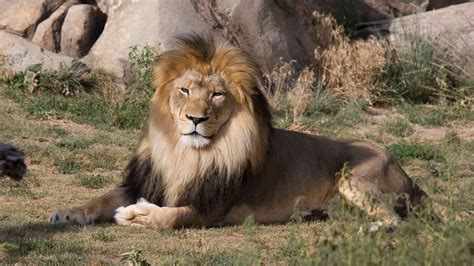 Denver Zoo mourns loss of beloved lion