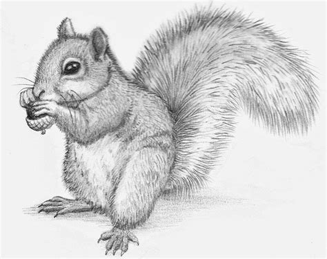 Pencil drawings of animals. I'll draw anything you want! Wild animals e ...