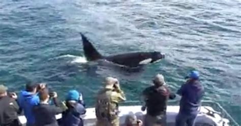 Orca killing spree captured in visceral footage as pod attacks mother ...