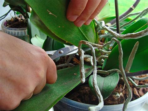 How to Prune an Orchid - Step by Step Guide | Brilliant Orchids ...