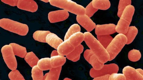 Introducing A New Probiotic: Bacillus Coagulans | HuffPost Canada Life