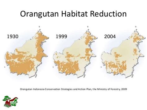 Landscape restoration to support Bornean orangutan rehabilitation and…