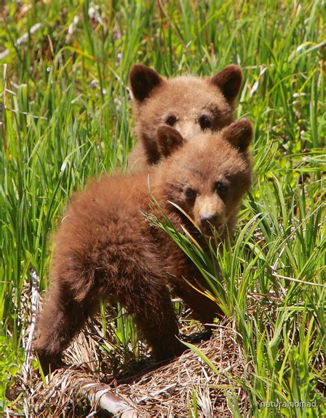 "Black Bear Cubs" by naturalnomad | Redbubble