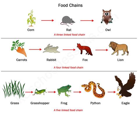 Food Chains and Food Webs | Examples of Food Chains and Food Webs ...