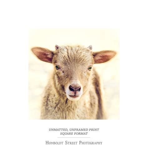 Little Lamb Baby Animal Photograph Cute Farm Animal Lamb - Etsy