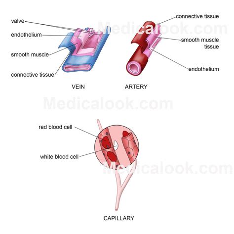 Blood vessels - human anatomy organs