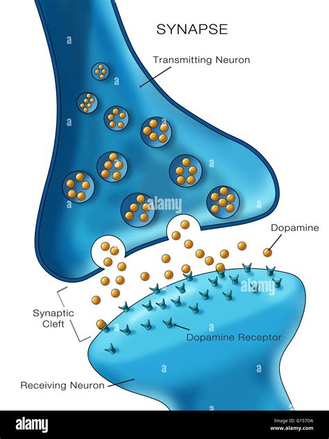 Labeled illustration depicting normal neuron synapse activity Stock ...