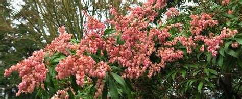 Lily-of-the-Valley Shrub, Pieris japonica - THE GARDEN WEBSITE.COM