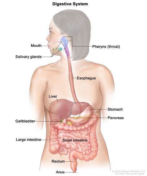 Anatomy Of The Digestive System Laminated Wall Chart With Digital ...