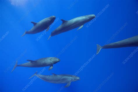 False killer whale pod - Stock Image - C042/8264 - Science Photo Library