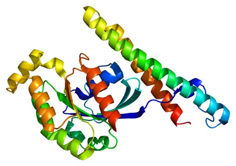 Protein kinase c; Calcium-Activated Phospholipid-Dependent Kinase ...