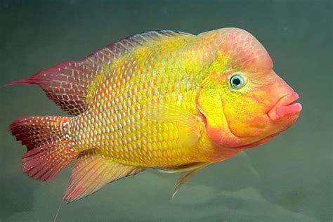 Red Devil Cichlid: Size, Tank Mates & Aggression