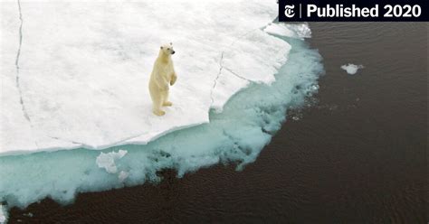 Global Warming Is Driving Polar Bears Toward Extinction, Researchers ...