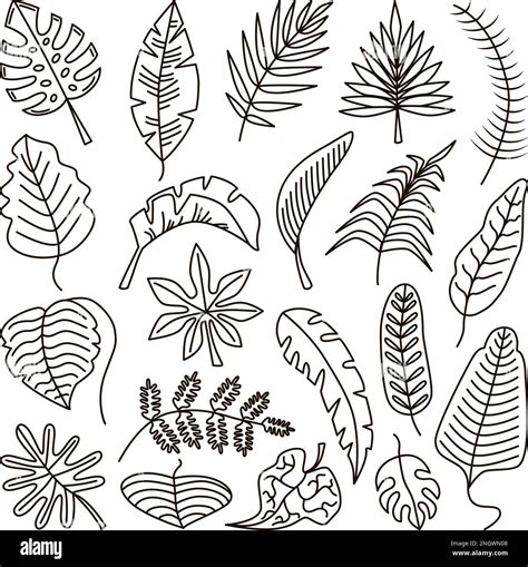 Doodle tropical outline leaves, leaf exotic line contour isolated set ...