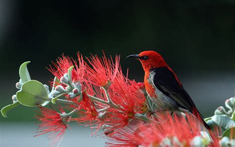 Nature, Bird and Flowers HD 4K Wallpaper (Flickr):Amazon.com:Appstore ...