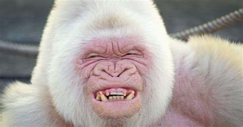 'Snowflake' The Albino Gorilla - Stunning Interesting Facts