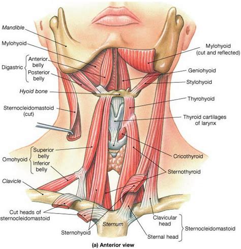 Anterior Neck Anatomy