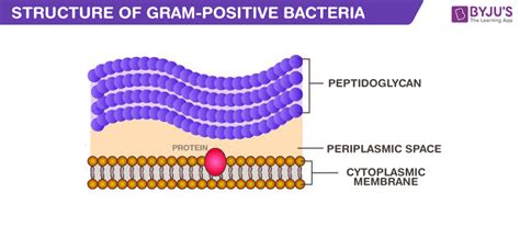 Gram Positive Bacteria - Characteristics And Structure