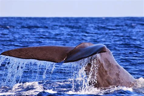 Animals of the world: Sei whale