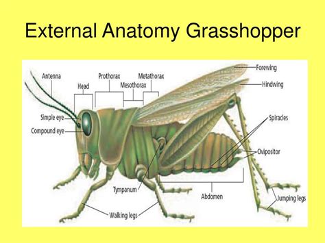 PPT - Chapter 36 Arthropods & Chapter 37 Insects PowerPoint ...