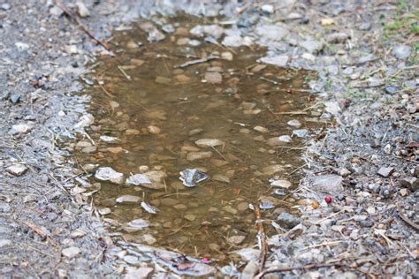 Rain Puddle Free Stock Photo - Public Domain Pictures