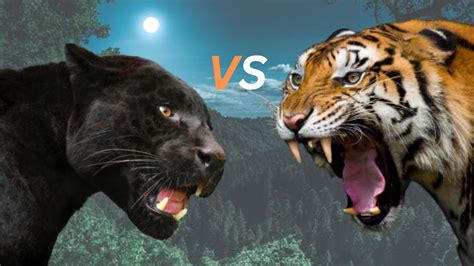 Black Panther VS Tiger- Black Jaguar Leopard VS Tiger Fight. - YouTube