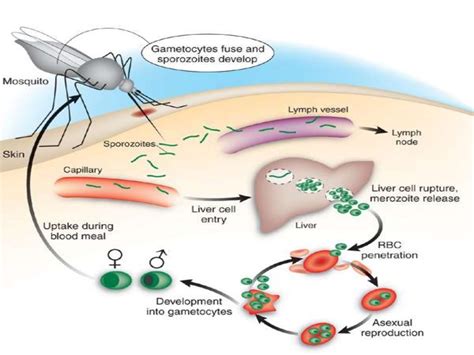 Life cycle of plasmodium