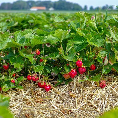 Strawberry Varieties Article Archives – Page 2 of 3 – Strawberry Plants