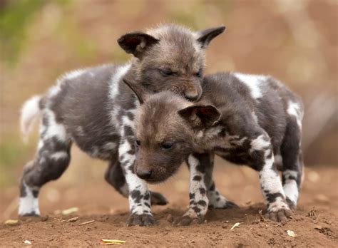 Celebrating Africa’s Wild Babies - Africa Geographic