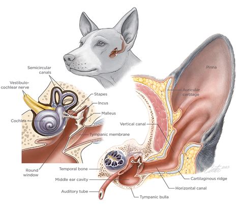 Ear Disease in Canine Patients | Today's Veterinary Nurse