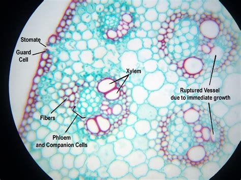 Monocot Stem Microscope