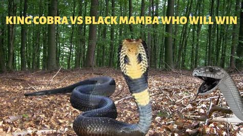 Black Mamba Vs King Cobra Fight Comparison Who Will Win