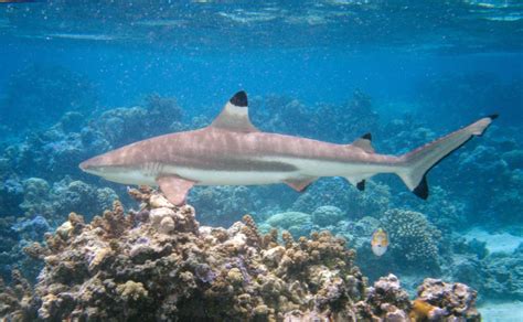 Blacktip Reef Shark - Ocean Animals