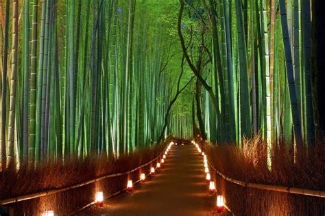 Sagano Bamboo Forest at night : pics