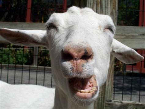 Funny Sheep Pictures » Laughing Sheep