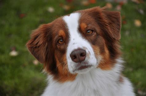 This is Annie.. My red tri Australian Shepherd. She is the best dog I ...