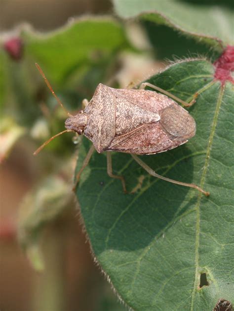 Stink Bugs | NC State Extension