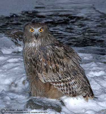 Blakiston's Fish-Owl