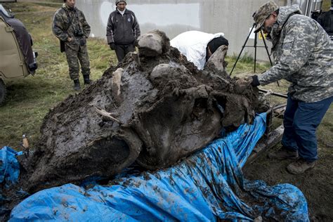 Woolly Mammoth Cloning Debate Reignited by South Korean 'De-Extinction ...